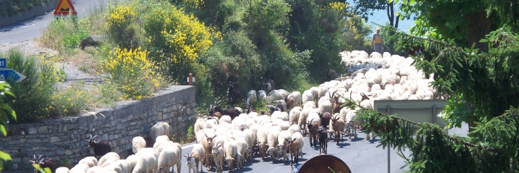 Auftrieb von Schafen und Ziegen, Ligurien, Italien