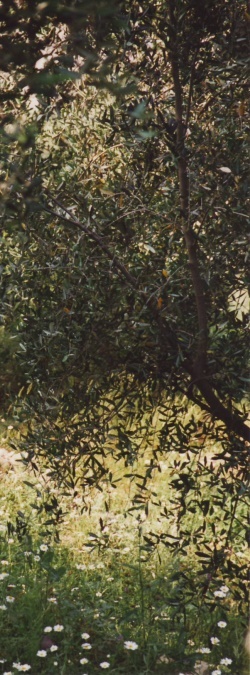 Olivenhain im Sonnenlicht